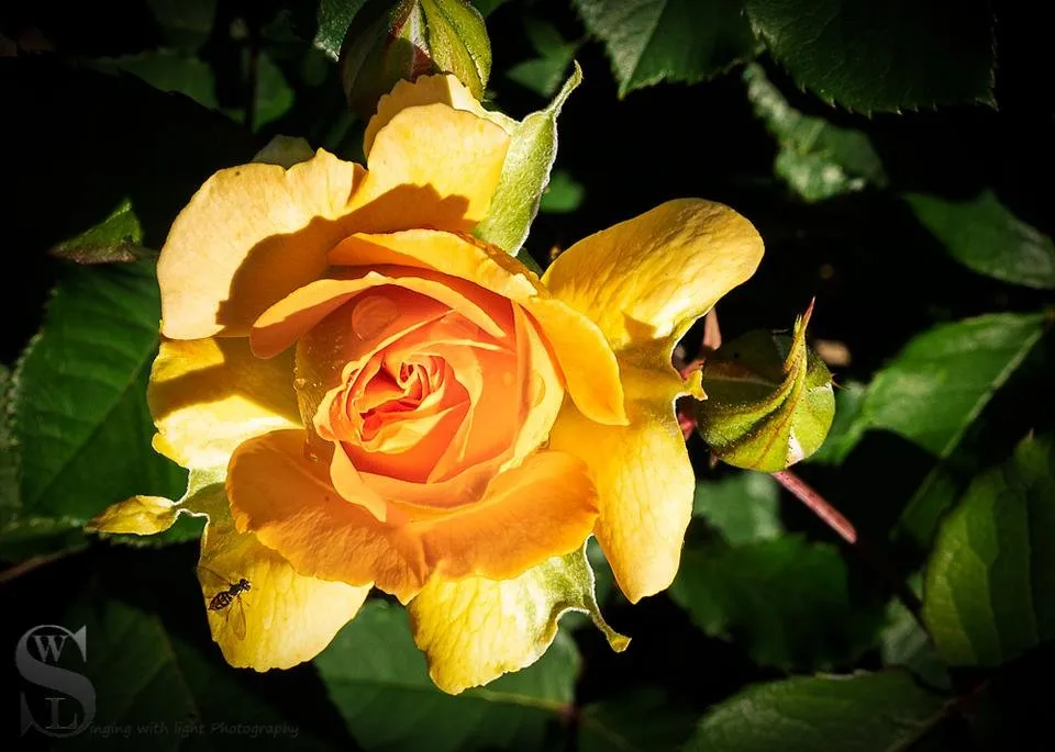 1beautiful and sublime sunday flowers and friends-3.jpg