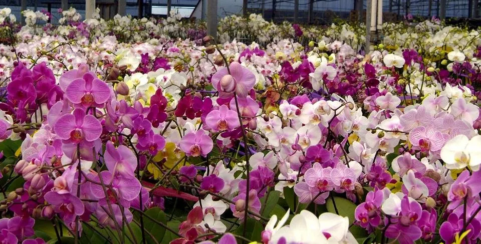 Orchid-Blog-header-costa-farms.jpg