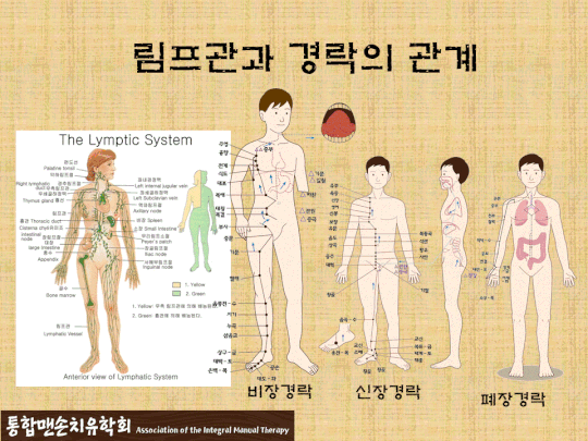 핌프관과 경락_비폐신.gif