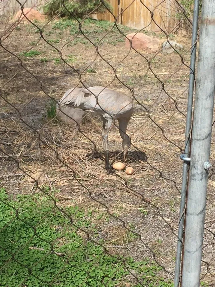 crane.jpg