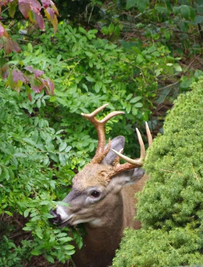 deer 2.jpg