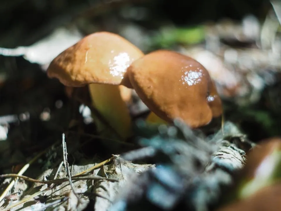 suillus 2.jpg