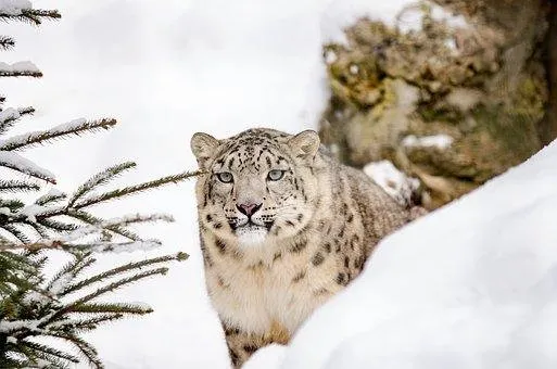 snow-leopard-1985510__340.jpg