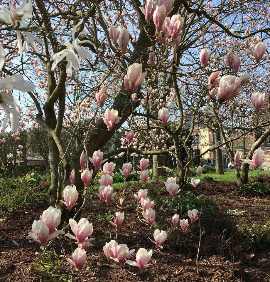 Magnolia en fleurs.JPG