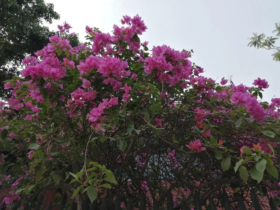 IMG_20190512_145556.jpg