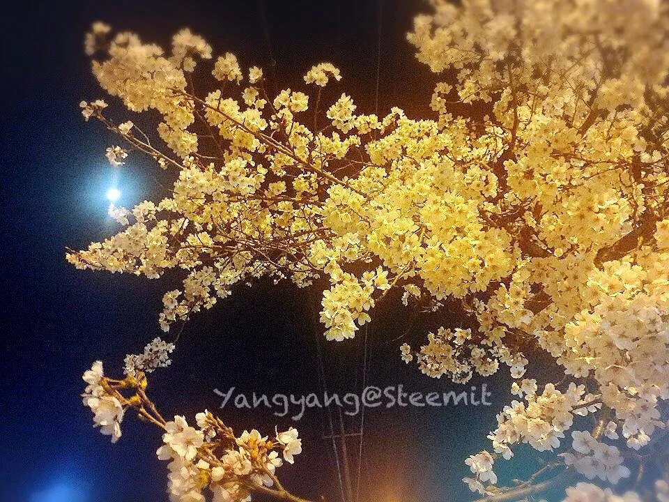 20190415_Night Charming.jpg