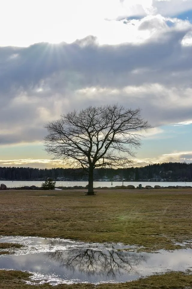 tree.jpg
