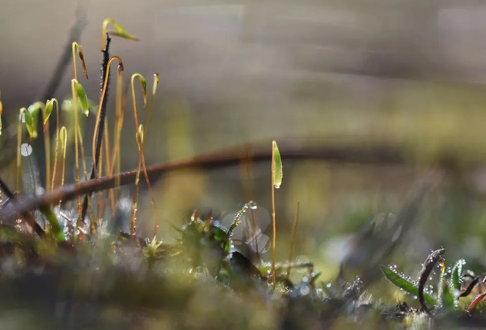 moss spore macro bokeh  2.jpg