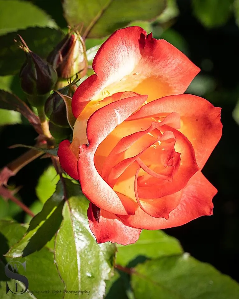 1 SS Flowers-5.jpg