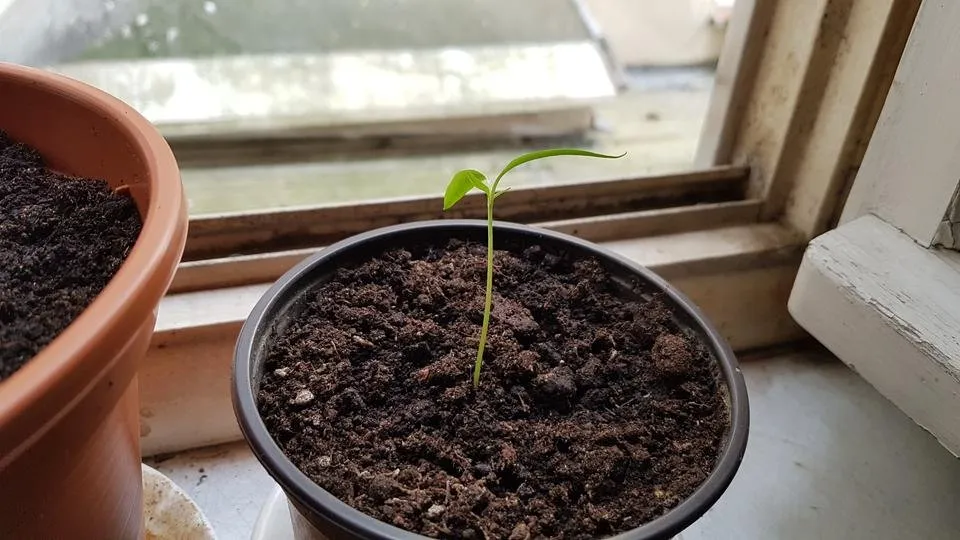 20180603_101708.jpg