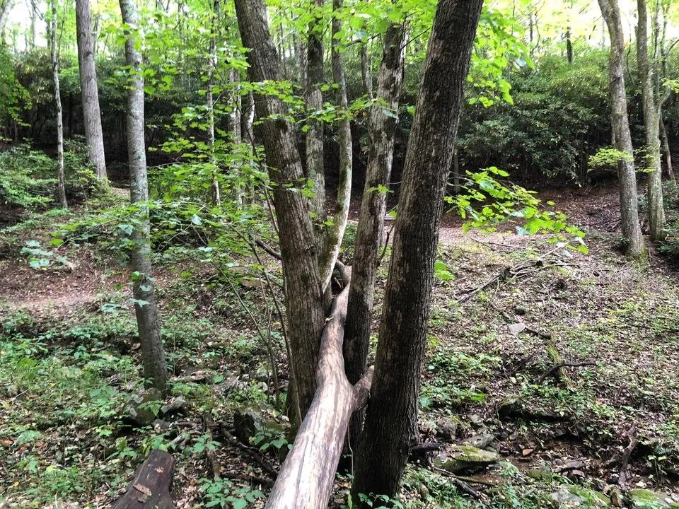 Oct2Tree4.jpg