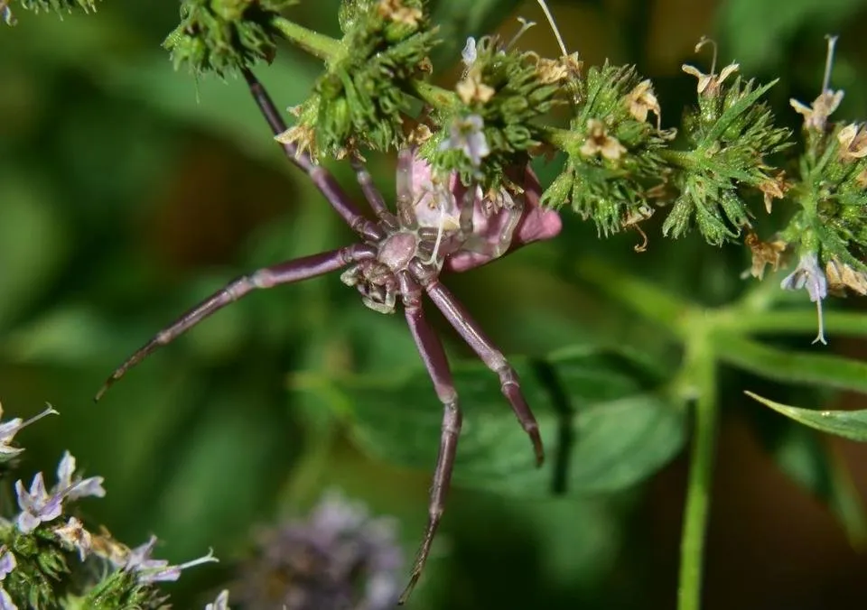 ruth-girl_steemit_spider reproduction (1) - Copy.JPG