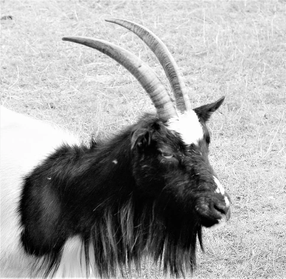 horny goat bw.jpg