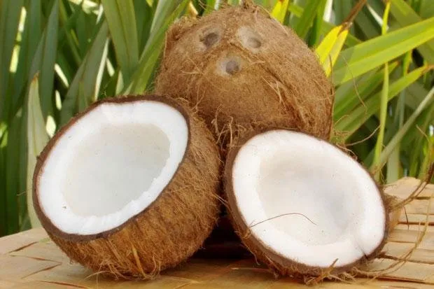 Coconut.jpg