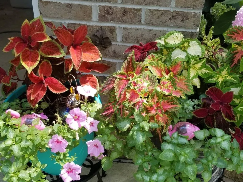 20190804_153032.jpg