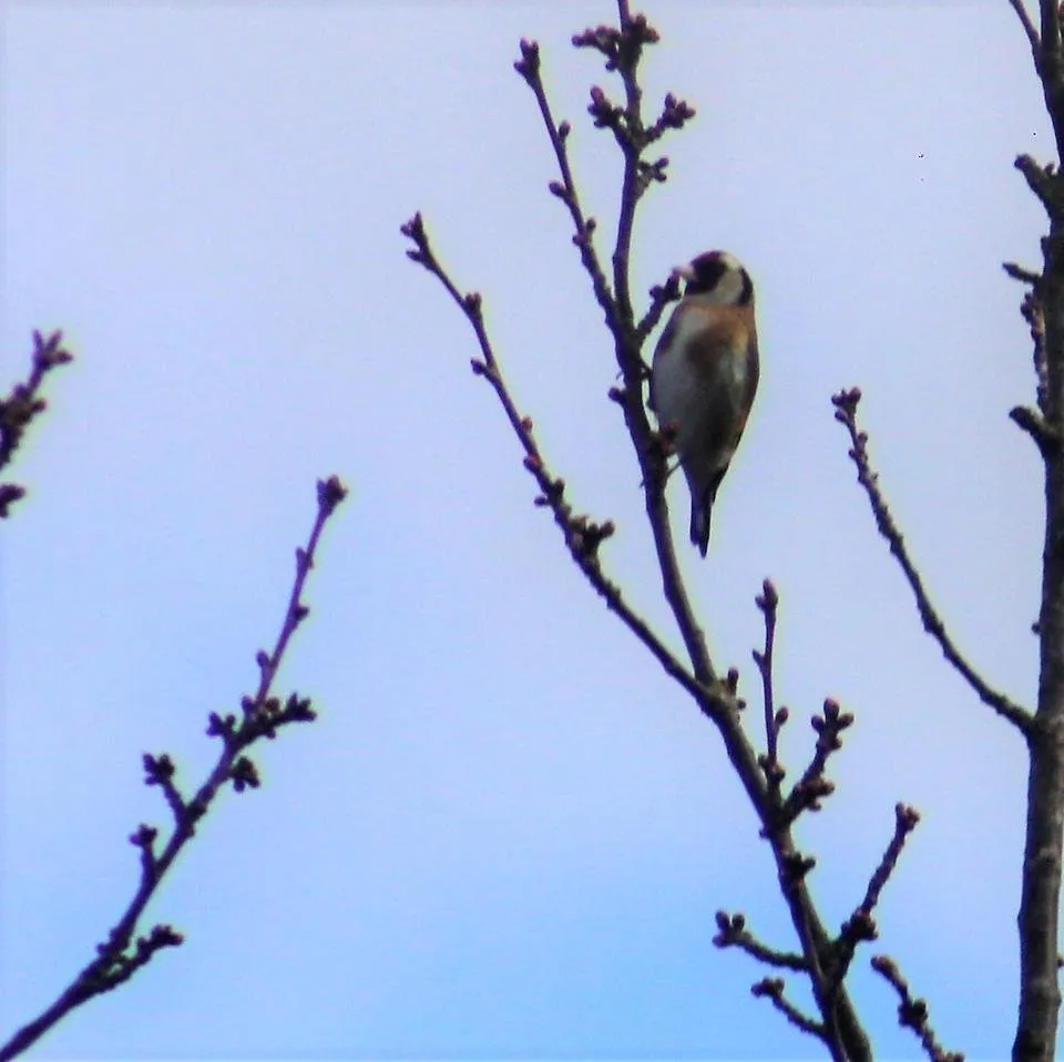 goldfinch bird looking left.jpg