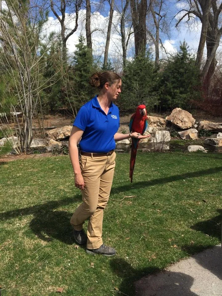 macaw.jpg