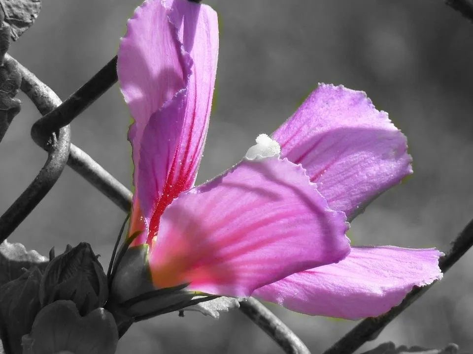 pinky.jpg