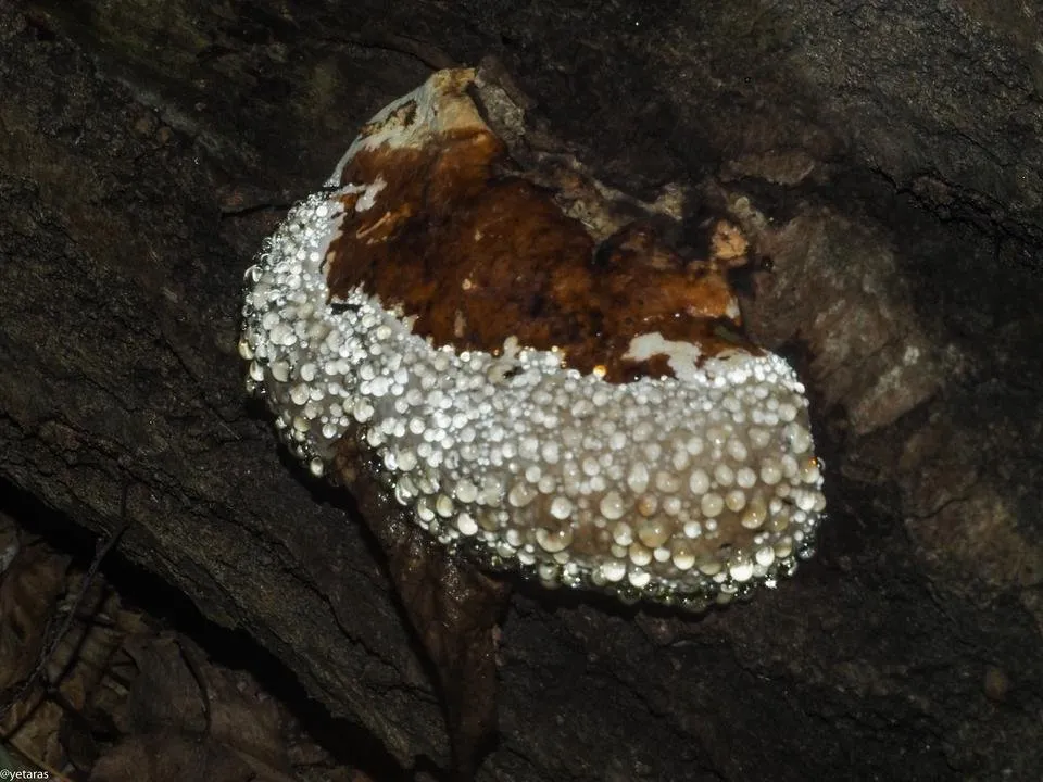 water drops on fomitopsis pinicola 2.jpg