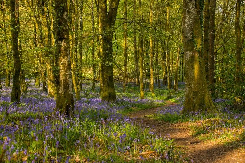 bluebells trigeb woods - by steve j huggett (2).jpg