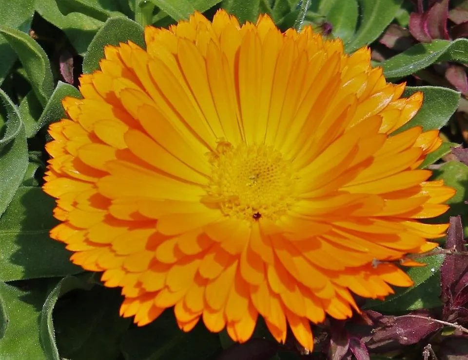 orange flower.jpg