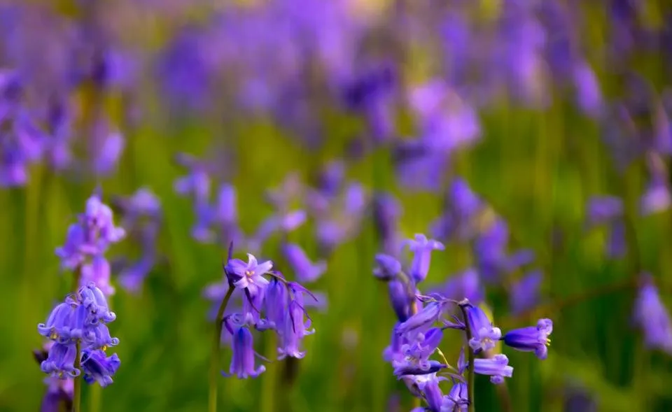 bluebells trigeb woods - by steve j huggett (5).jpg