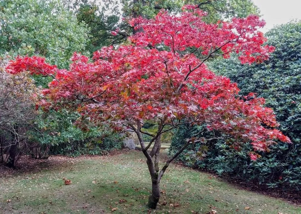 red acer.jpg