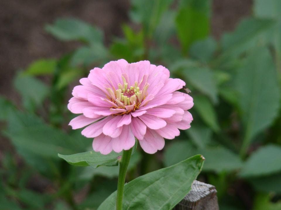 DSC03427.JPG