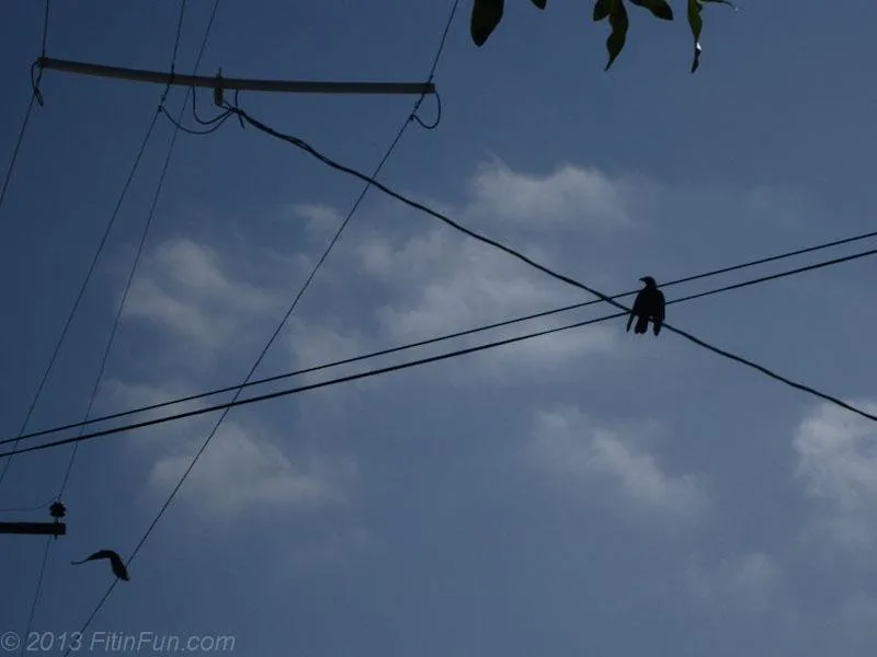 featheredfriday 2 Bird Project 1-7.jpg