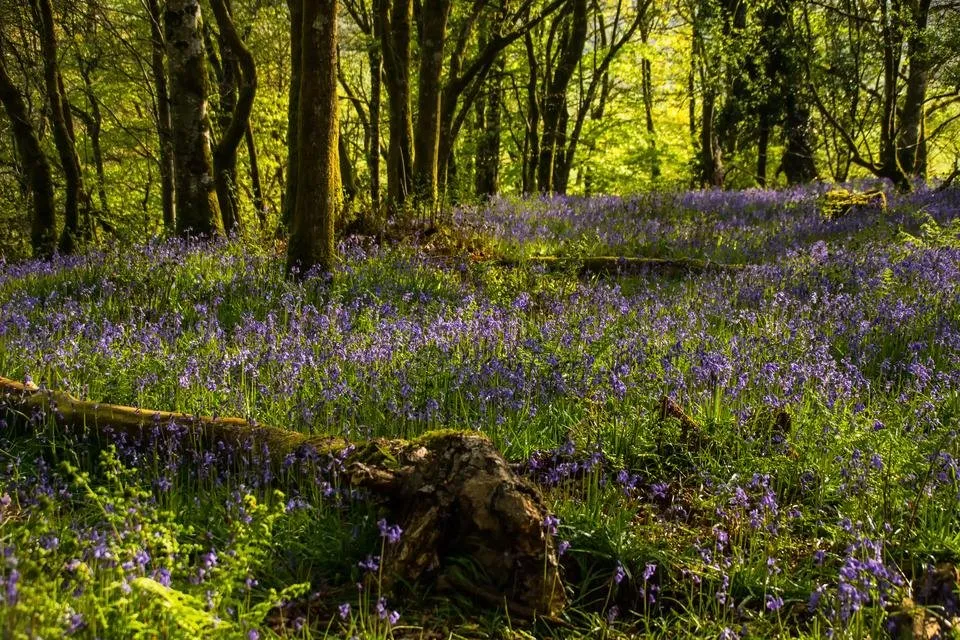 bluebells trigeb woods - by steve j huggett (3).jpg