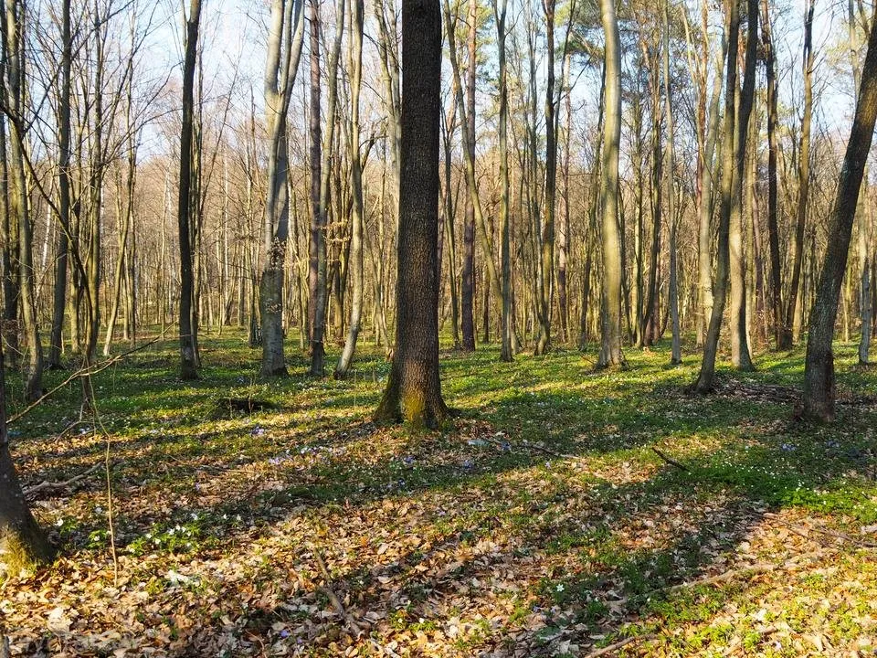 spring forest shots 4.jpg