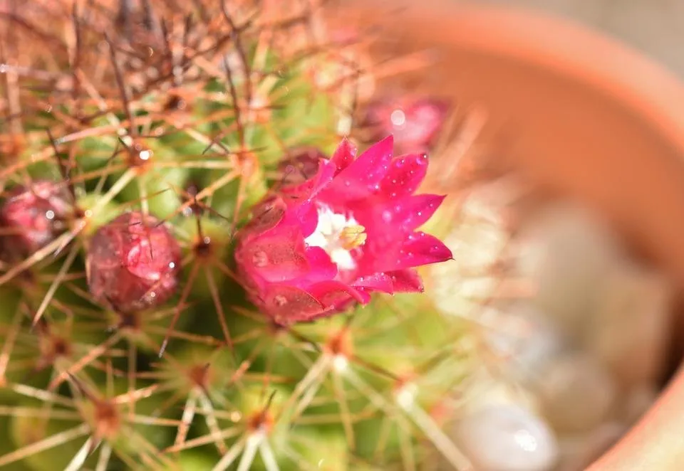 mammillaria red spines pink flowers 2.jpg