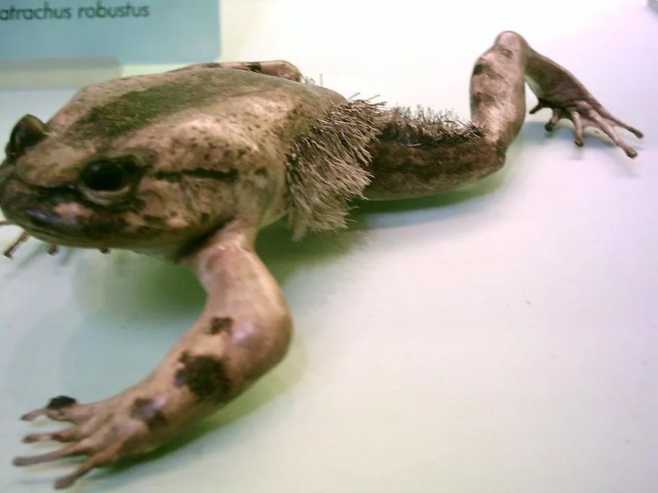 1024px-Trichobatrachus_robustus.JPG