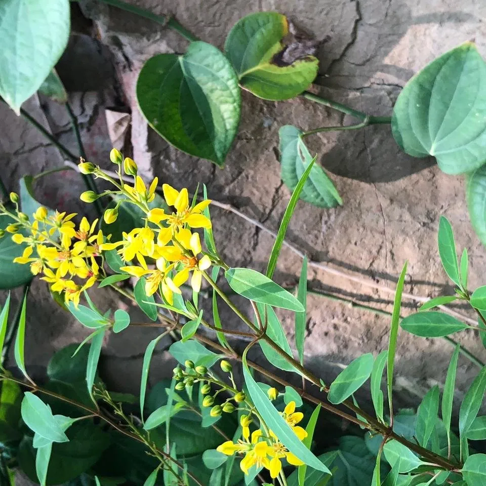 yellowflowers.jpg