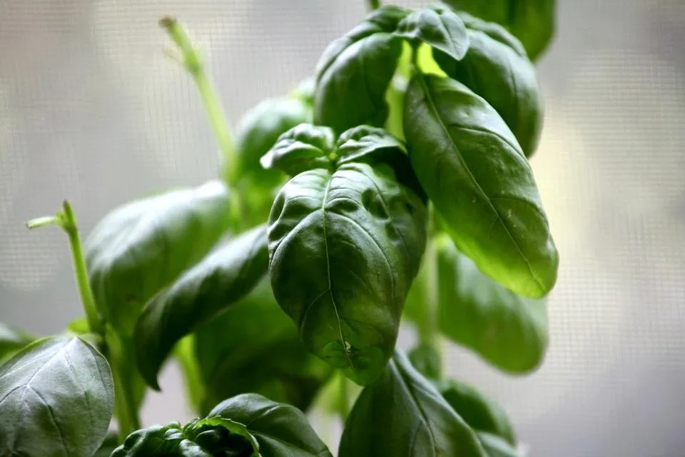 basil green.jpg