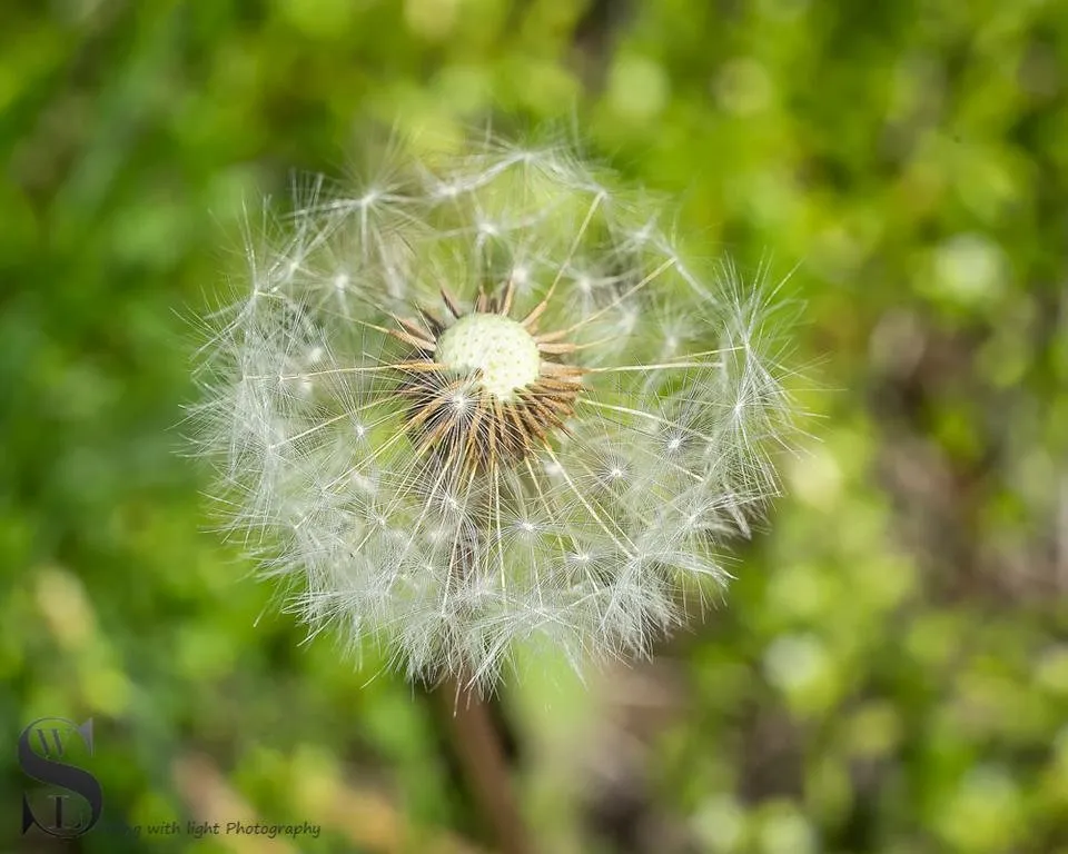1 dandelions.jpg