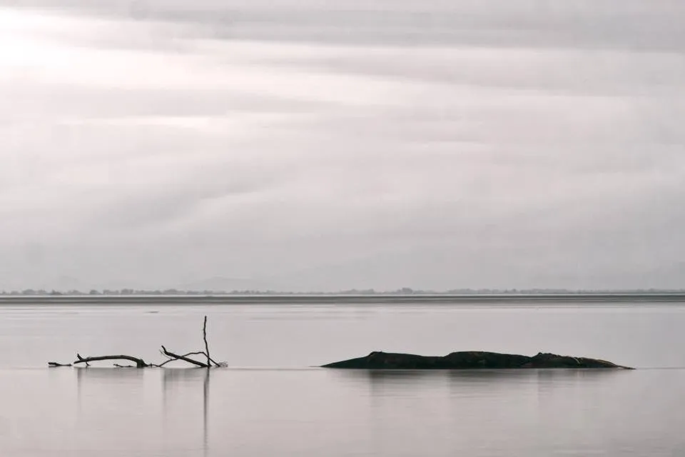 Drowned Tree (1).jpg