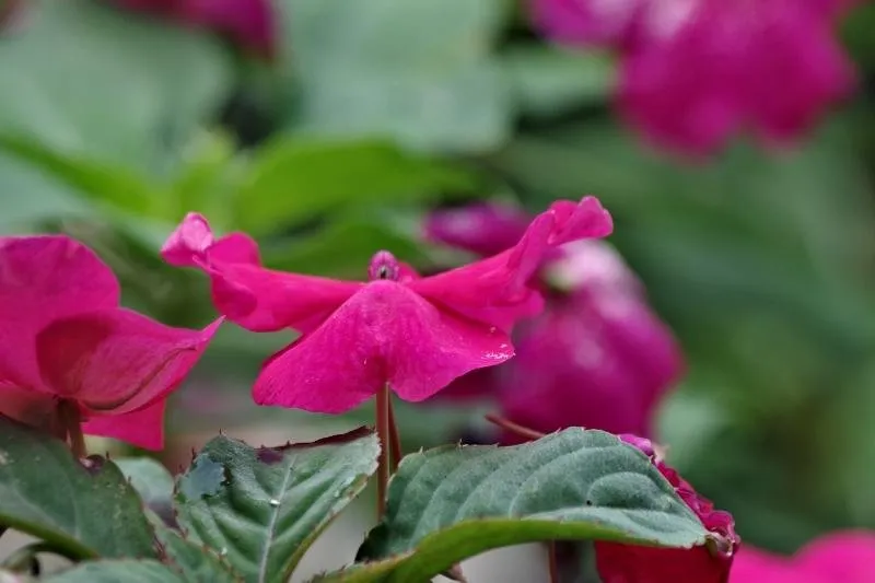 a garden 3.jpg