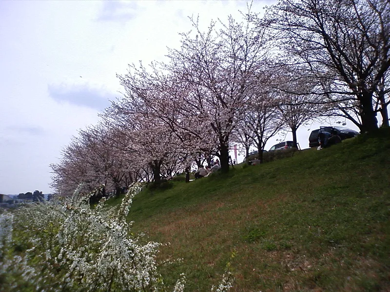 木津川花見.png