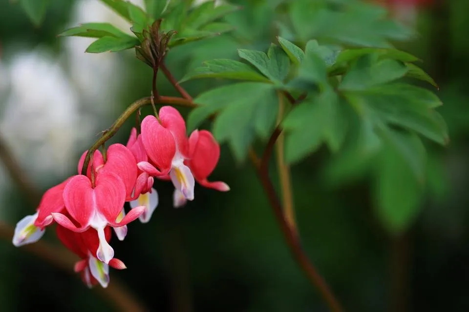 flowers 2.JPG