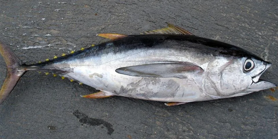 thunnus.jpg