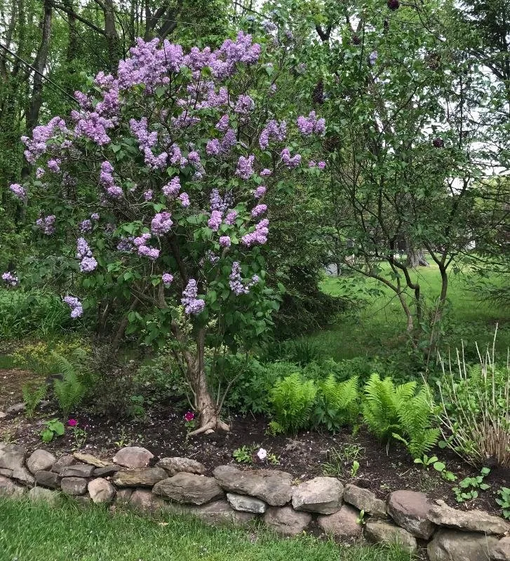 a shade garden 1.jpg