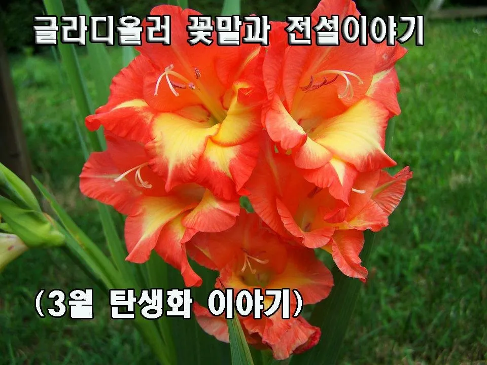 글라디111.jpg