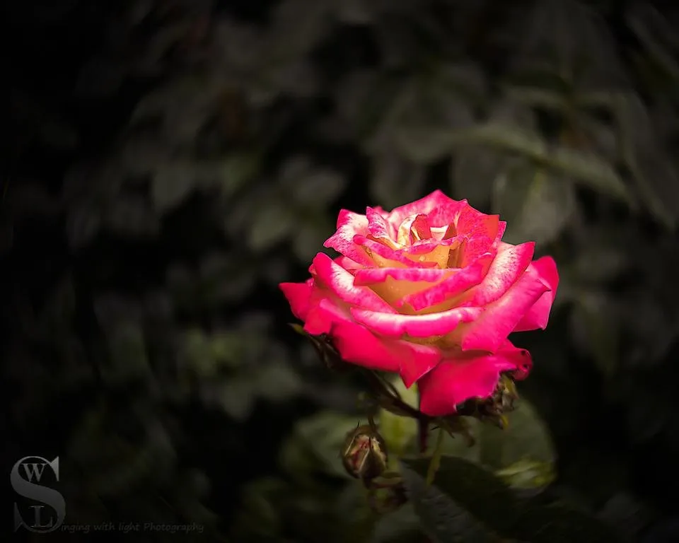 1 Sublime Sunday Flowers lensbaby.jpg
