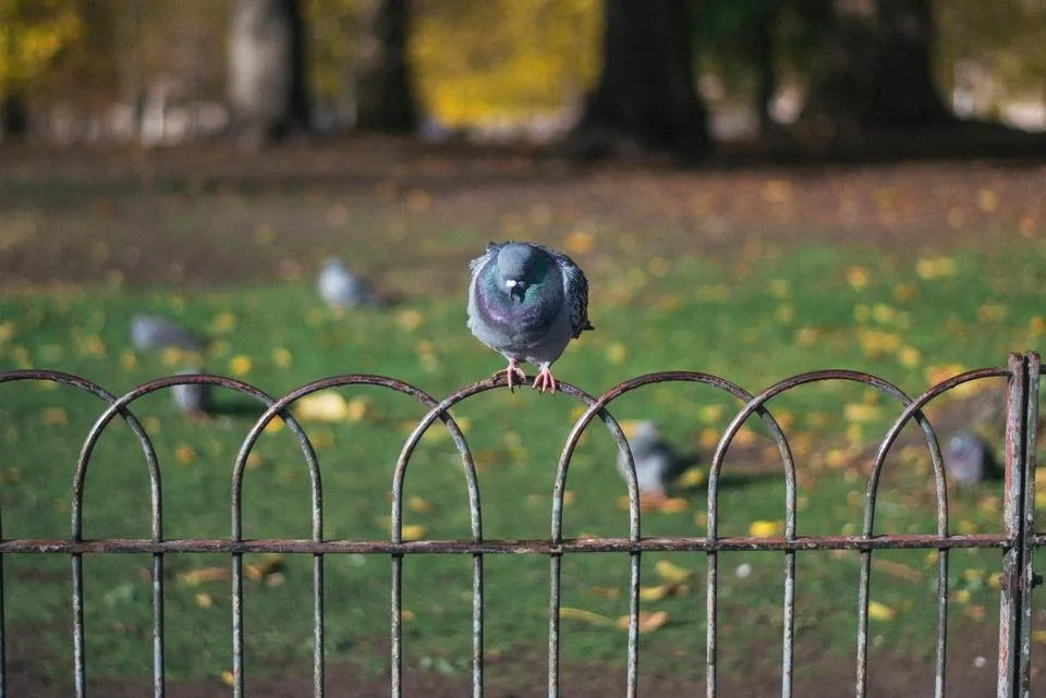Circling Thames lonely pigeon