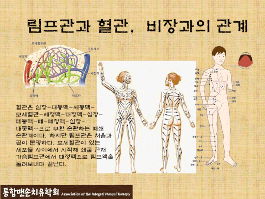 림프관과 혈관_비장경락.gif