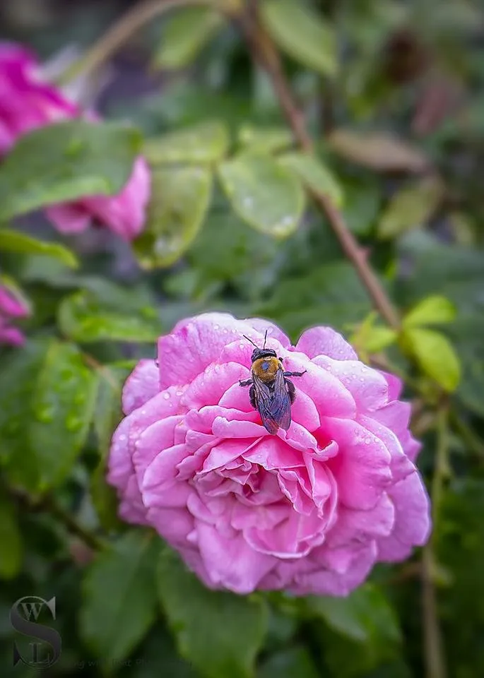 1 Sublime Sunday Flowers lensbaby-3.jpg