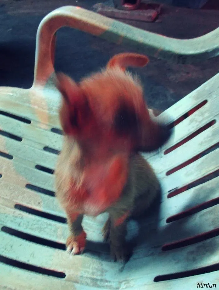 Dog wondering Bangkok Thailand fitinfun.jpg