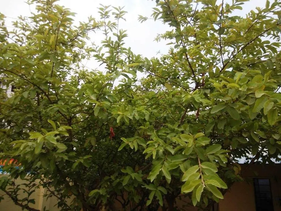 Greenn06.jpg