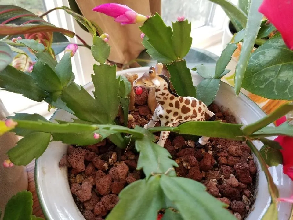 20181202_105724.jpg